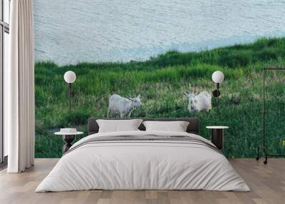 High-angle view of two Katahdin sheep in the grass by the water Wall mural