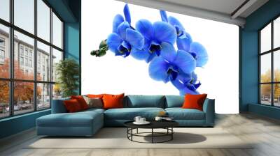 Blue flower orchid isolated on white background Wall mural