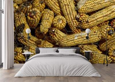 Ears of corn drying in a corn crib with metallic fence. Wall mural