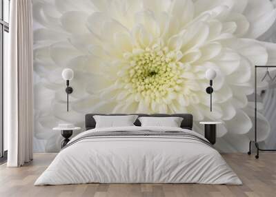 White flower aster macro Wall mural