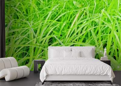 grass type Wall mural