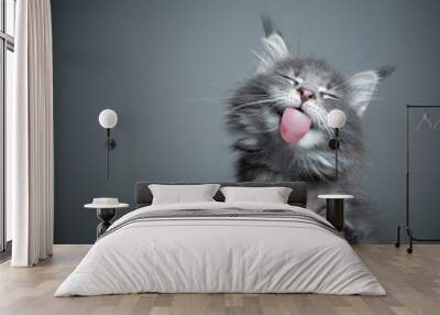 bottom view of a cute blue tabby maine coon kitten licking glass table on gray background with copy space Wall mural