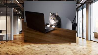 curious young blue tabby maine coon cat standing on chair in front of table with notebook computer looking at screen watching movies Wall mural