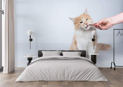 front view of a young cream tabby white ginger maine coon cat getting fed by owner. female human hand feeding the cat with treat stick snacks on white studio background with copy space Wall mural