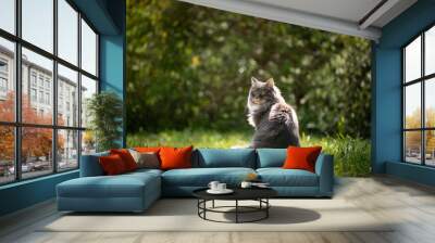 gray blue tabby maine coon cat sitting on green meadow outdoors in nature looking around observing garden with copy space Wall mural