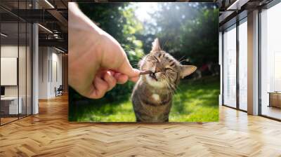 hand feeding tabby cat with treat stick outdoors in sunny back yard Wall mural