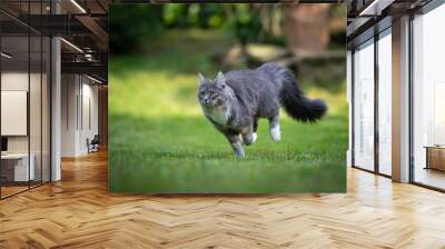 playful blue tabby maine coon kitten with white paws and fluffy tail running on grass in the back yard on a sunny day Wall mural