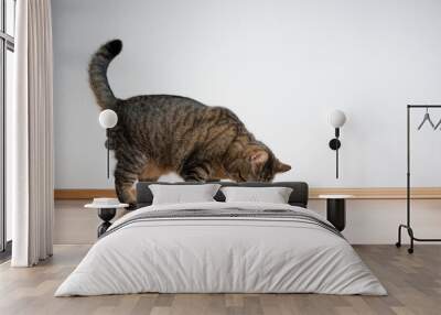 side view of tabby cat eating pet food from feeding bowl on white background with copy space Wall mural