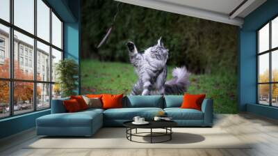 silver tabby maine coon cat outdoors in nature playing with feather toy raising paw trying to catch it on the lawn Wall mural