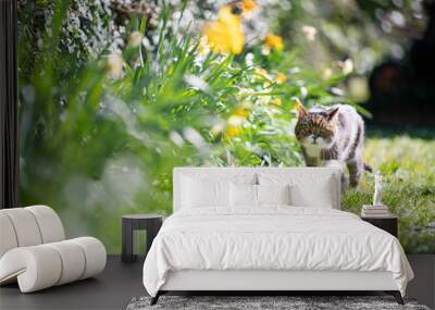 tabby white british shorthair cat walking on meadow nex to yellow flowers in spring Wall mural