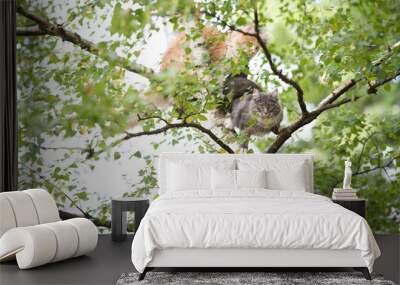 two young maine coon cats climbing on a birch tree. blue tabby maine coon cat is looking at camera Wall mural