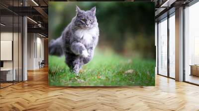 young blue tabby maine coon cat with white paws running on grass outdoors in nature Wall mural