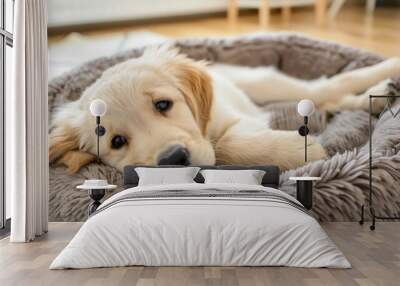 adorable golden retriever puppy relaxing in cozy dog bed at home cute animal advertising photography Wall mural