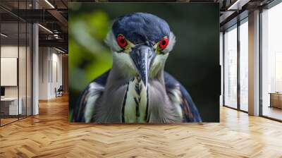 blackcrowned night heron portrait with piercing red eyes and angry pose wildlife photography Wall mural