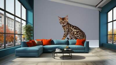 portrait of little domestic cat bengal breed with leopard fur isolated on white background. Wall mural