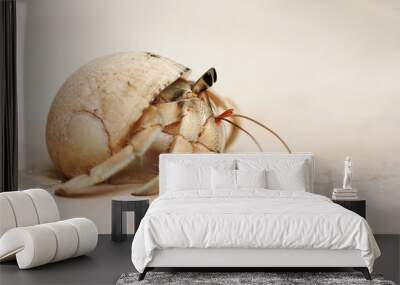 Snail crab on a sand Wall mural