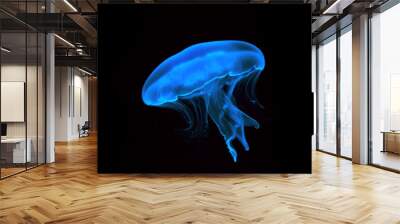 Blue transparent jellyfish close-up. Isolated on a black background. Wall mural