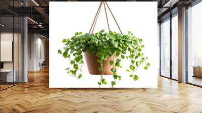 Captivating portrayal of a beautiful Dischidia Geri in a hanging pot isolated on a bright transparent background. Nature concept Wall mural