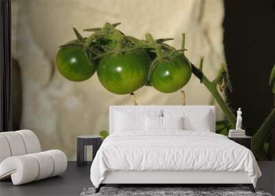 green fresh organic cherry tomato vegetable Wall mural