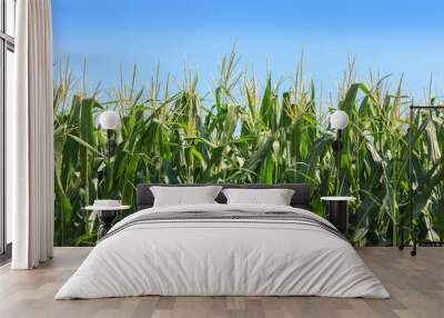 Growing corn crop in rural farm field with blue summer sky in the background Wall mural