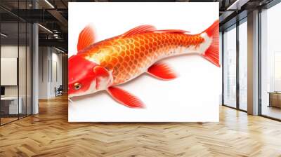 Closeup carp fish isolated on white background. AI Generative. Wall mural