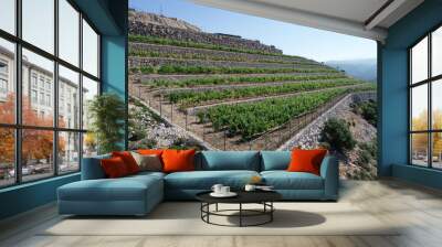 Vineyard view from above. Summertime. Red wine in the making. Syrah, Cabernet sauvignon, Cabernet Franc, Merlot. Wine tasting. Family business in the mountains. Wine lovers. Vineyard walk Wall mural