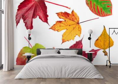 Autumn leaves isolated on white background. Wall mural