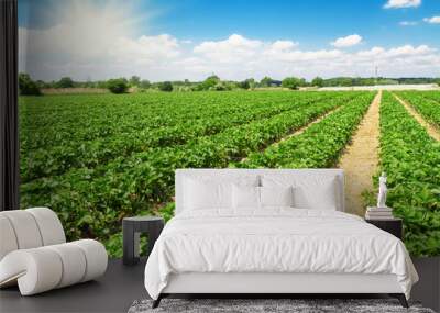 Strawberry plantation on a sunny day Wall mural