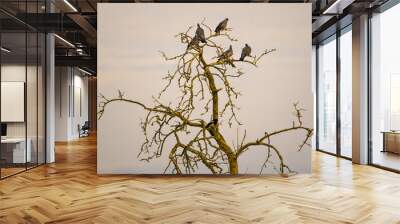 A flock of pigeons and a magpie perching on a bare tree Wall mural