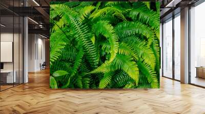 Ferns in the summer Wall mural