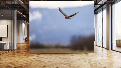 Hawk flying over a grassy field hunting for food Wall mural