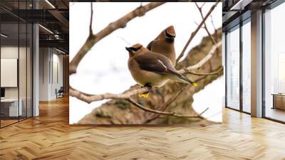 Portrait of two small cedar waxwing birds sitting perched in tree branches Wall mural