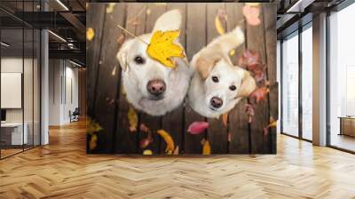 Zwei Hunde sitzen zwischen bunten Blättern im Herbst  Wall mural