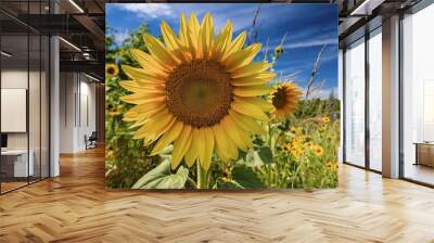 A stunning close-up of a sunflower in full bloom Wall mural