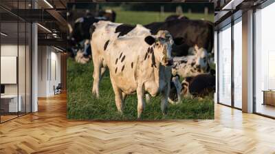 Irish Dairy cows grazing in the evening sun during summer Wall mural