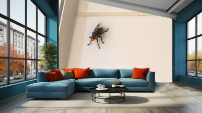 fly Wall mural