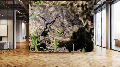 Toad in the backyard Wall mural