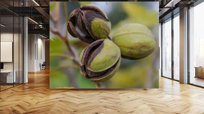 pecan nuts in the organic garden plant Wall mural