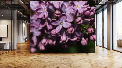 close up photo of purple lilacs Wall mural