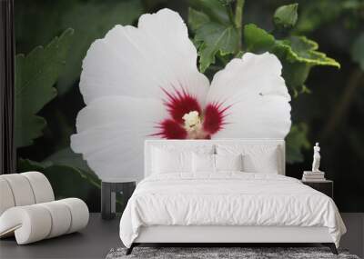 Hibiscus flower white red, close up Wall mural