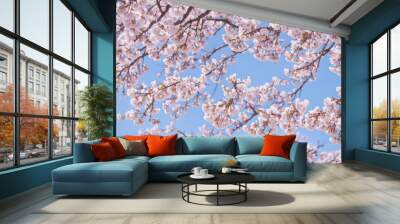 Cherry blossoms in full bloom. Wall mural