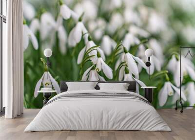 snowdrops in a graveyard on Anglesey North Wales Wall mural