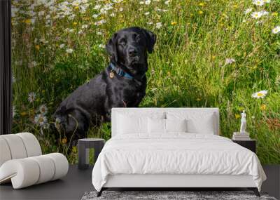 wildflower field and a black lab dog Wall mural