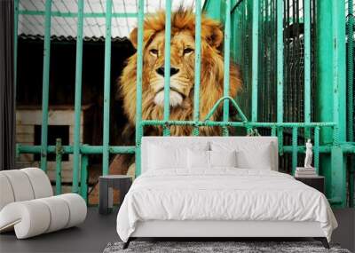 a lone lion is behind the bars (in a cage) at the zoo Wall mural