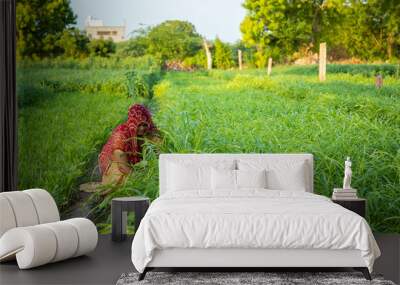 Indian woman farmer working in green agriculture field, female pick leaves, harvesting, village life.copy space Wall mural