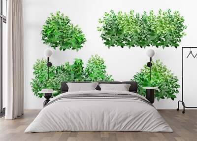  Ornamental green plant in the form of a hedge.Realistic garden shrub, seasonal bush, boxwood, tree crown bush foliage.For decorate of a park, a garden or a green fence. Wall mural