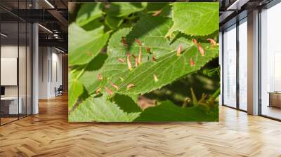 Lime leaves affected Linden gall mite Eriophyes tiliae Wall mural