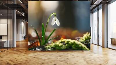 beautiful snowdrop forest Wall mural