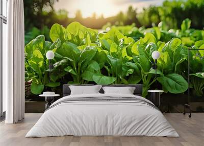 vegetable spinach plants grow well together gardens proper care sunlight exposure Wall mural