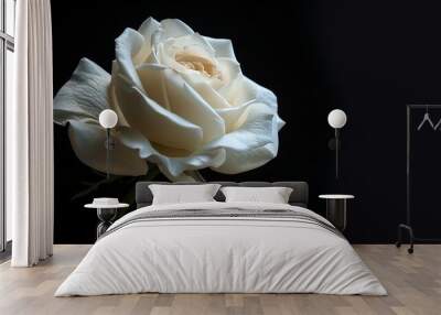 A single white rose against a dark background. Wall mural